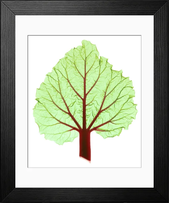 Framed Print : Rhubarb Leaf, Rheum sp. X-ray