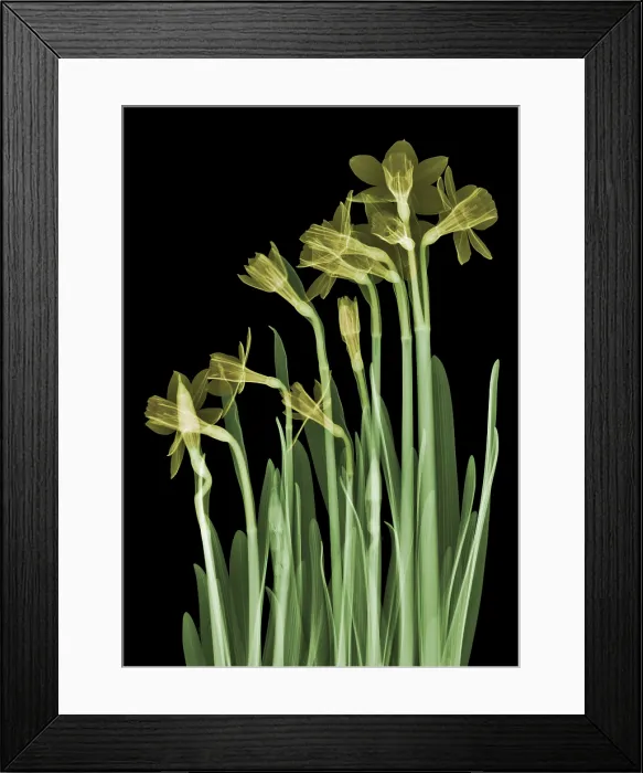 Framed Print : Daffodil Flower, X-ray Framed Print : Daffodil Flower, X-ray