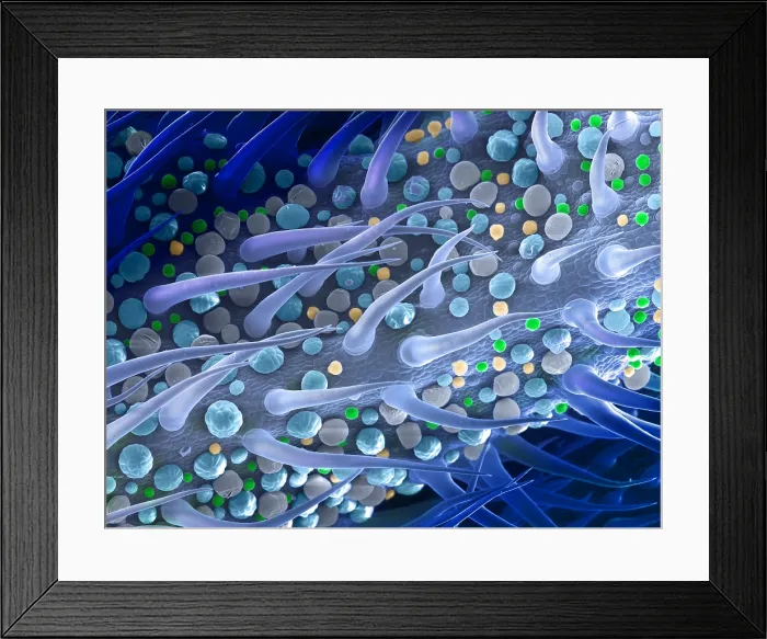 Framed Print : Marijuana Female Flower, scanning electron micrograph