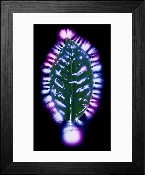 Framed Print : Coffee Leaf, Kirlian Image Framed Print : Coffee Leaf, Kirlian Image