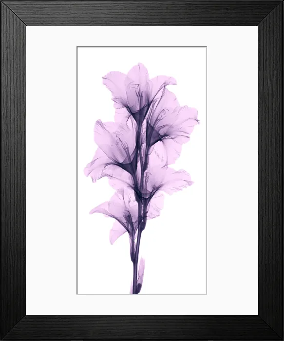Framed Print : X-ray of a gladiola flower Framed Print : X-ray of a gladiola flower