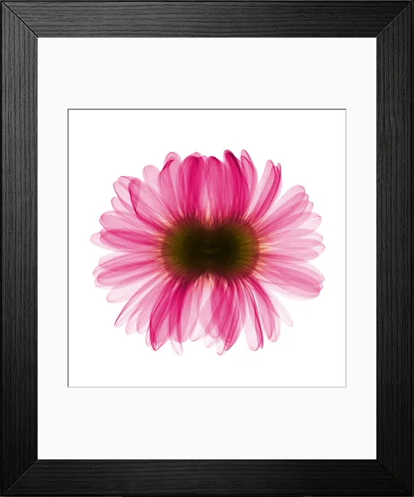 Framed Print : X-ray Gerber Daisy Framed Print : X-ray Gerber Daisy