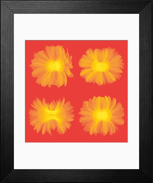 Framed Print : X-ray Gerber Daisies Framed Print : X-ray Gerber Daisies