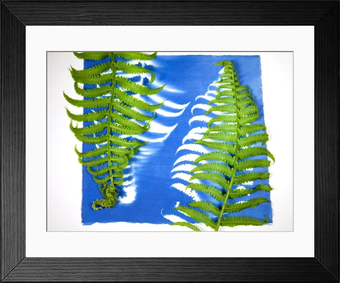 Framed Print : Cyanotype Print, Fern