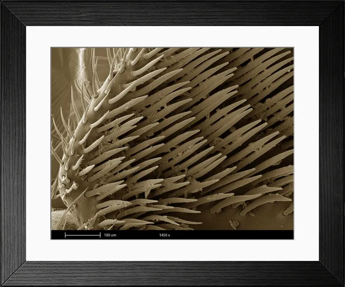 Framed Print : Honey Bee Leg, under a microscope (SEM) Framed Print : Honey Bee Leg, under a microscope (SEM)