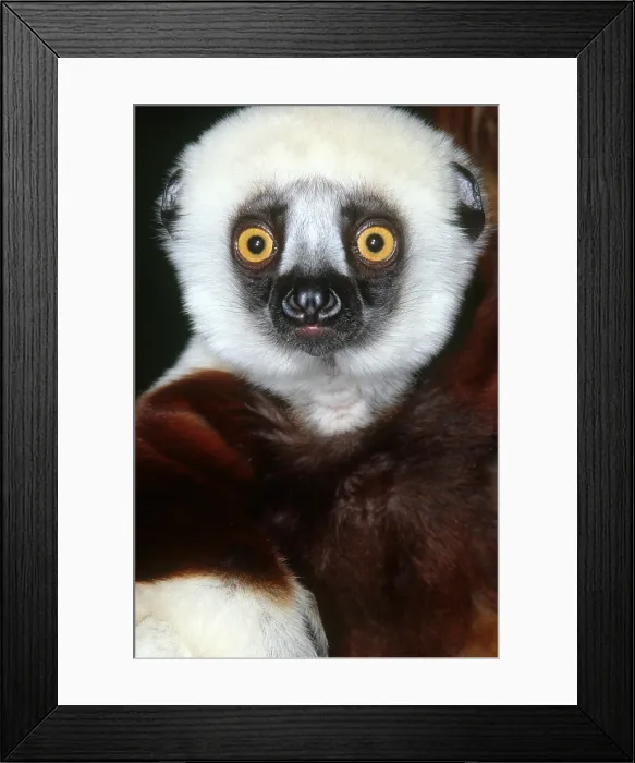 Framed Print : Coquerel's Sifaka Framed Print : Coquerel's Sifaka