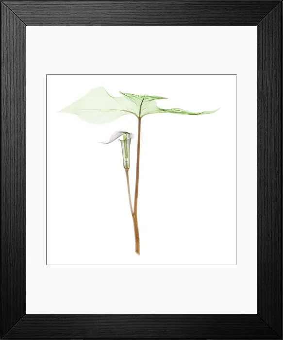 Framed Print : X-ray of Jack-in-the-pulpit Framed Print : X-ray of Jack-in-the-pulpit