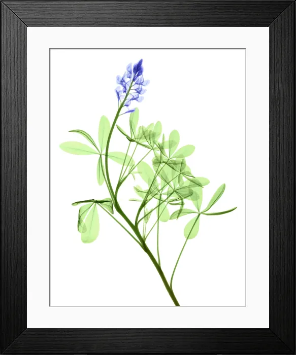Framed Print : Texas Bluebonnets, X-ray Framed Print : Texas Bluebonnets, X-ray