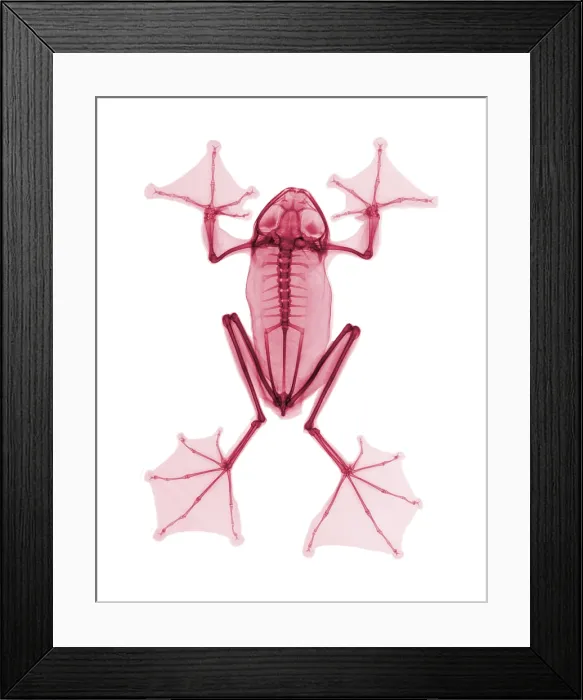 Framed Print : An X-Ray of a Flying Frog Framed Print : An X-Ray of a Flying Frog
