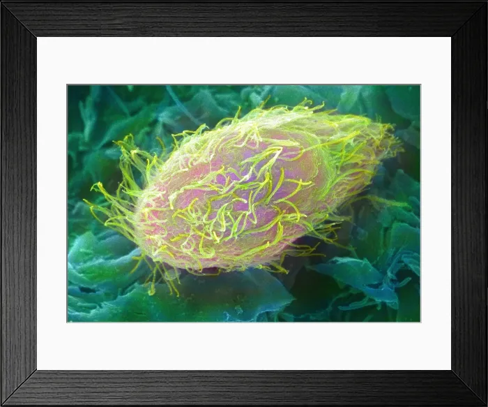 Framed Print : Paramecium, under a microscope (SEM) Framed Print : Paramecium, under a microscope (SEM)
