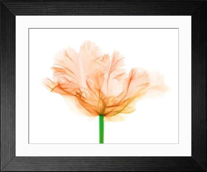 Framed Print : Tulips, X-ray