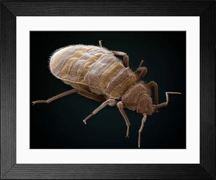 Framed Print : Bedbug, Cimex Lectularius, under a microscope (SEM) Framed Print : Bedbug, Cimex Lectularius, under a microscope (SEM)