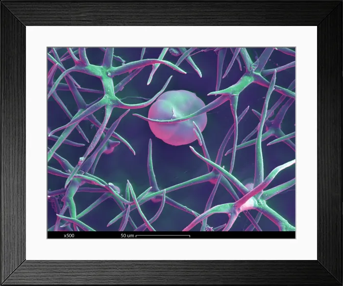 Framed Print : Lavender Leaf