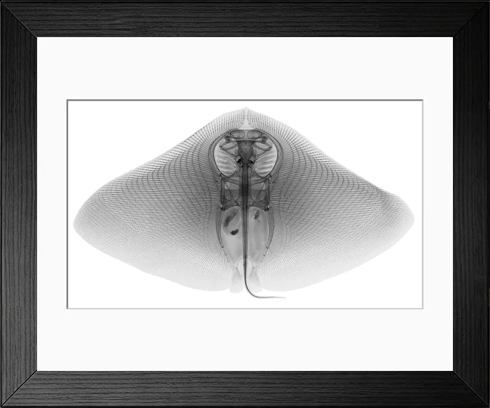 Framed Print : Smooth Butterfly Ray, X-ray