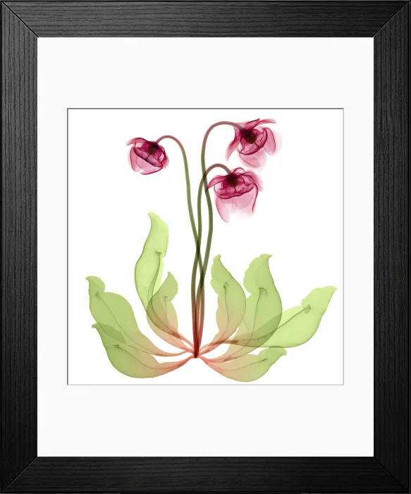 Framed Print : Pitcher Plant Flowers, X-ray