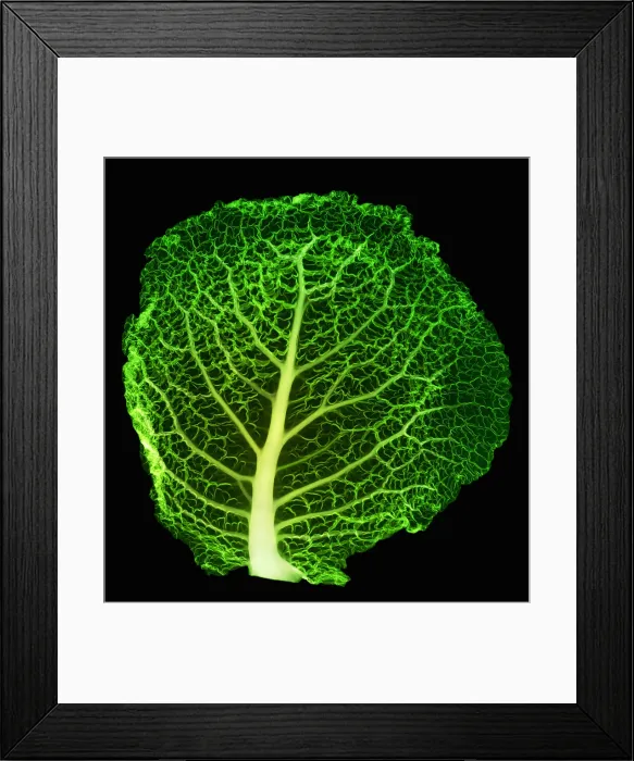Framed Print : X-ray of Cabbage Leaf Framed Print : X-ray of Cabbage Leaf