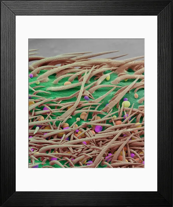 Framed Print : Stem of Marijuana Plant, scanning electron micrograph Framed Print : Stem of Marijuana Plant, scanning electron micrograph