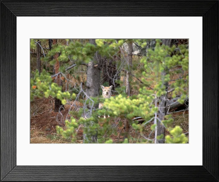 Framed Print : Coyote in Yellowstone Framed Print : Coyote in Yellowstone