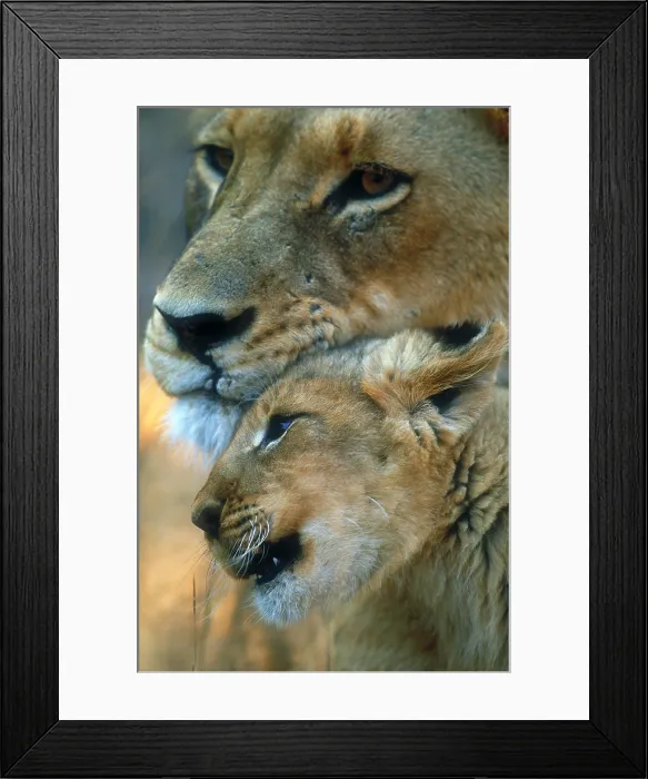 Framed Print : African lion mother and cub Framed Print : African lion mother and cub