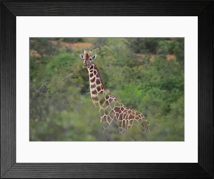 Framed Print : Reticulated Giraffe Framed Print : Reticulated Giraffe