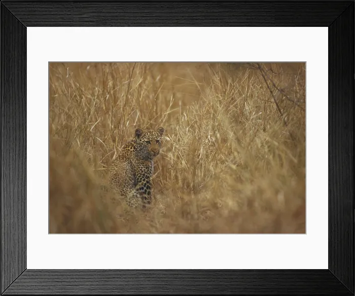 Framed Print : Leopard. South Africa, Kalahari Desert, Leopard (Panthera pardus) Framed Print : Leopard. South Africa, Kalahari Desert, Leopard (Panthera pardus)