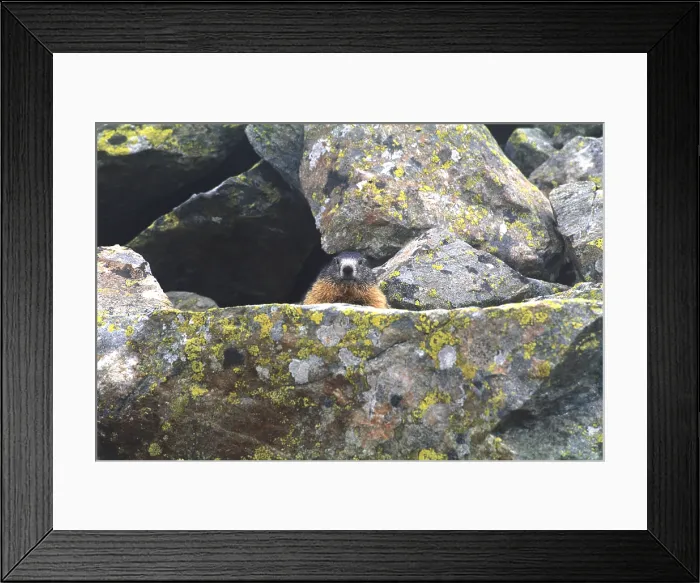 Framed Print : Alpine Marmot Framed Print : Alpine Marmot