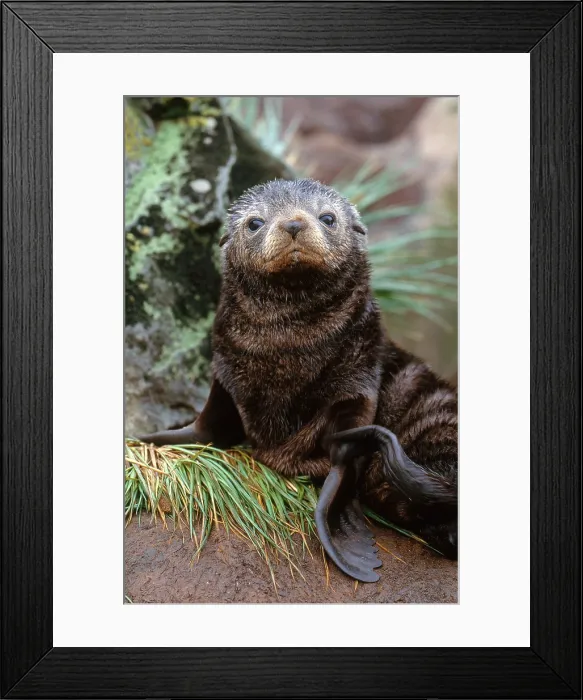 Framed Print : Antarctic Fur Seal