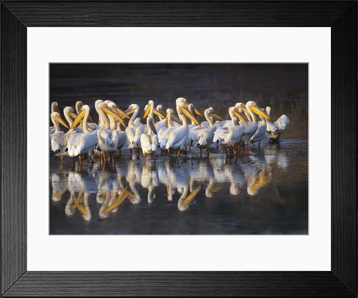 Framed Print : Great White Pelican Framed Print : Great White Pelican