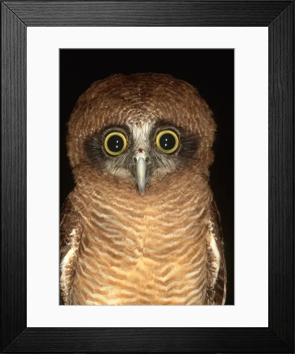 Framed Print : Owl. An unidentified owl Framed Print : Owl. An unidentified owl