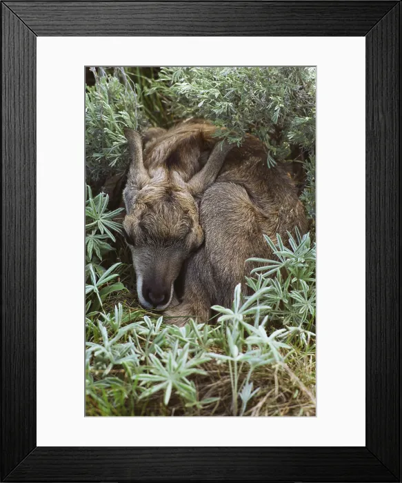 Framed Print : Pronghorn resting