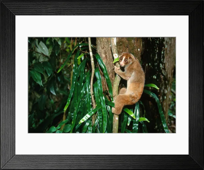 Framed Print : Slow Loris Framed Print : Slow Loris