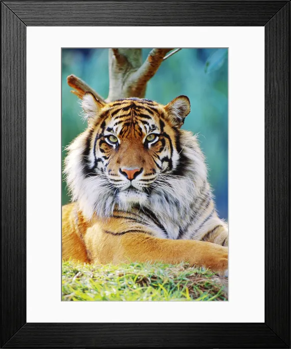 Framed Print : Bengal Tiger Framed Print : Bengal Tiger