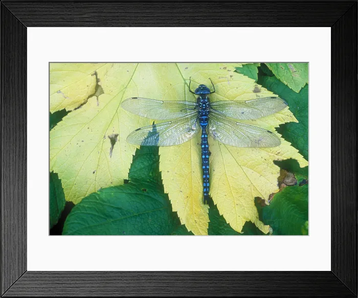Framed Print : Dragonfly on leaf Framed Print : Dragonfly on leaf