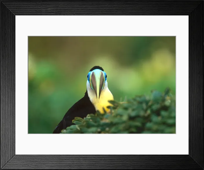 Framed Print : Citron-Throated Toucan