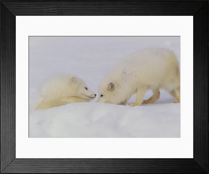 Framed Print : Arctic Foxes Framed Print : Arctic Foxes
