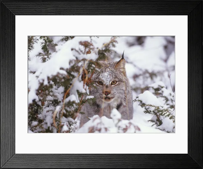 Framed Print : Canadian lynx