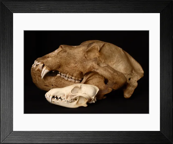 Framed Print : Kodiak Bear Skull with Coyote Skull Framed Print : Kodiak Bear Skull with Coyote Skull