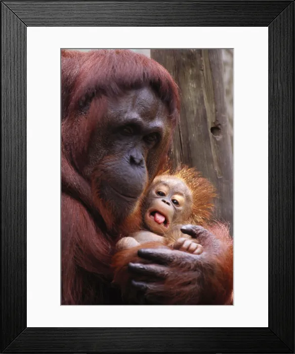 Framed Print : Bornean Orangutan