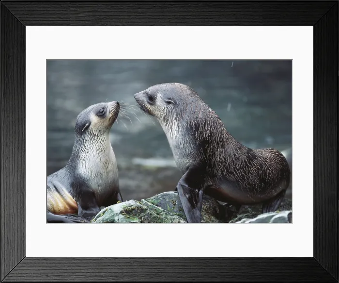 Framed Print : Southern Fur Seals Framed Print : Southern Fur Seals