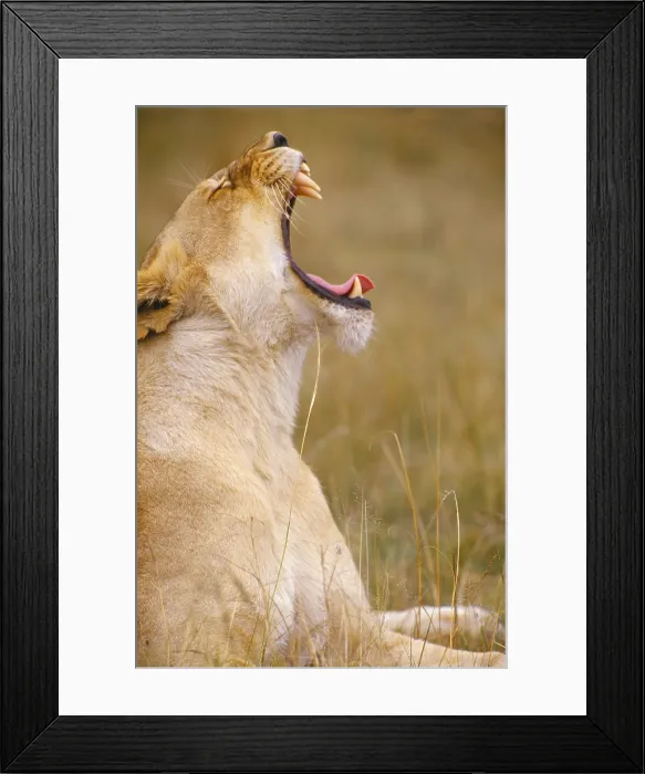Framed Print : African Lion, South Africa