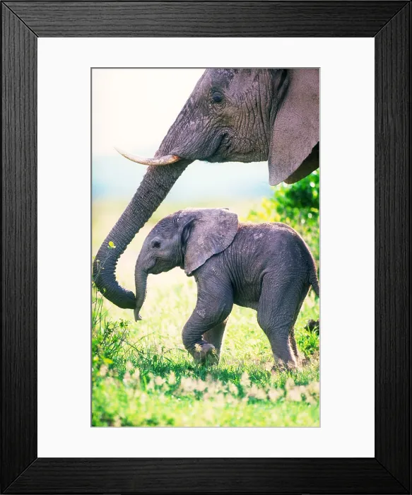 Framed Print : African elephant mother and young Framed Print : African elephant mother and young