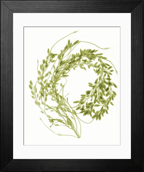 Framed Print : Rockweed Seaweed, X-ray Framed Print : Rockweed Seaweed, X-ray