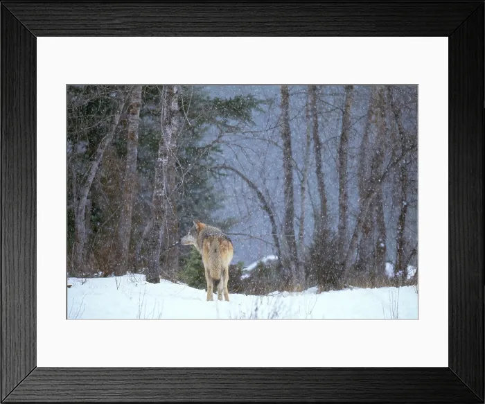 Framed Print : Gray Wolf, (Canis lupus); Montana Framed Print : Gray Wolf, (Canis lupus); Montana