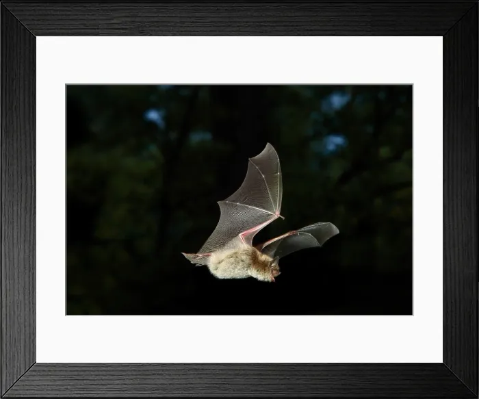 Framed Print : Little Brown Bat Framed Print : Little Brown Bat