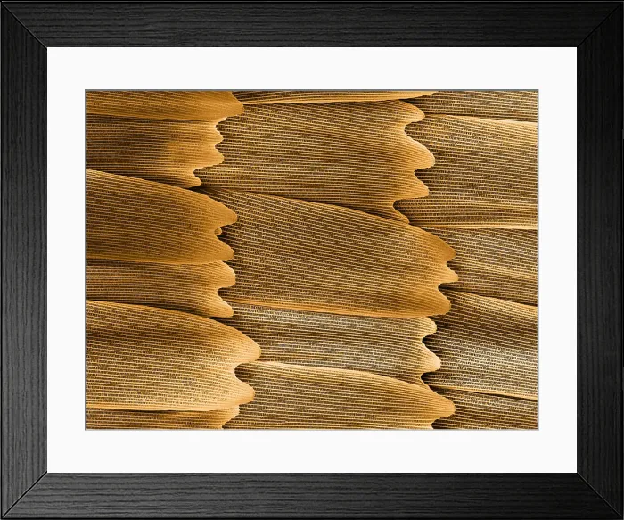 Framed Print : Monarch Butterfly Scales, under a microscope (SEM) Framed Print : Monarch Butterfly Scales, under a microscope (SEM)