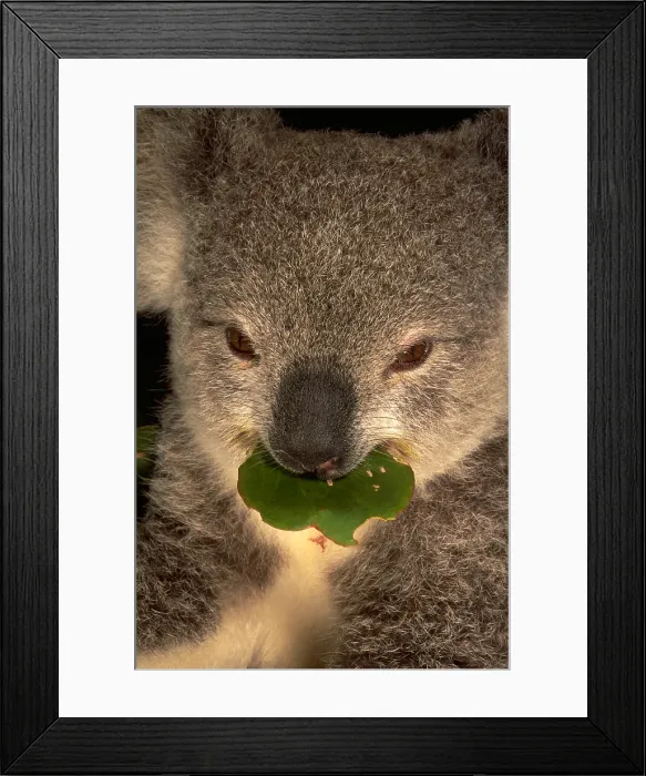 Framed Print : Koala eating eucalyptus Framed Print : Koala eating eucalyptus