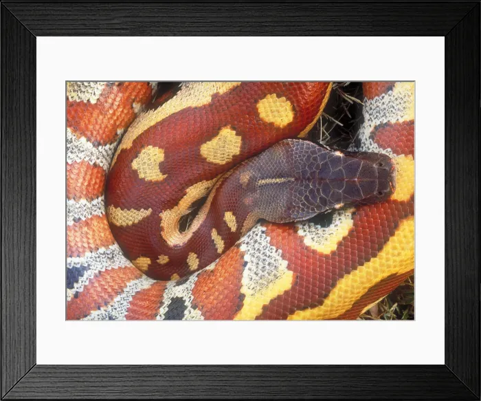 Framed Print : Blood python Framed Print : Blood python