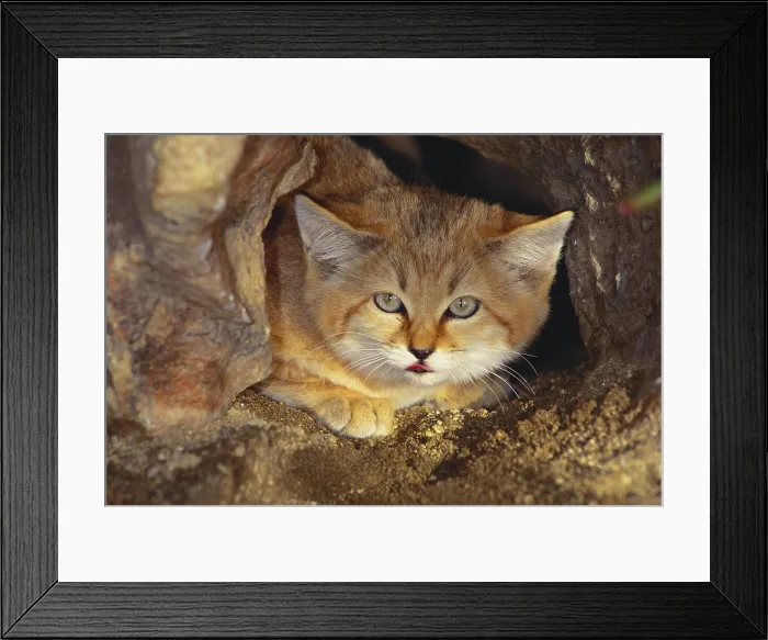 Framed Print : Sand Cat (Felis margarita), indigenous from the Sahara to Pakistan Framed Print : Sand Cat (Felis margarita), indigenous from the Sahara to Pakistan