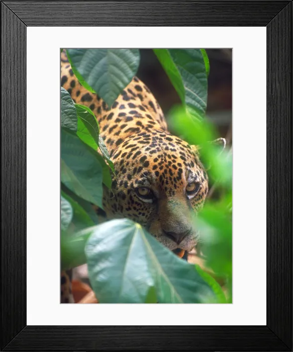 Framed Print : Jaguar Framed Print : Jaguar
