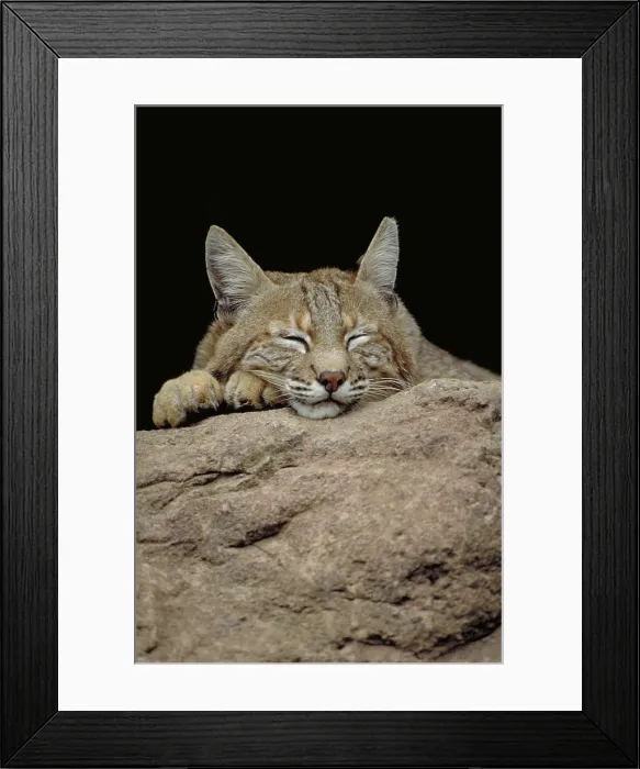 Framed Print : Bobcat, Arizona